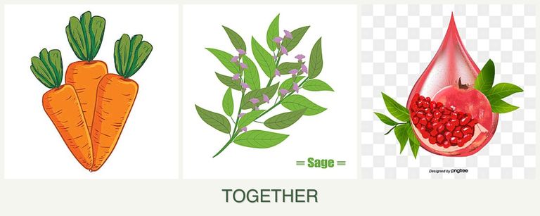 Can you plant carrots, sage and pomegranates together?