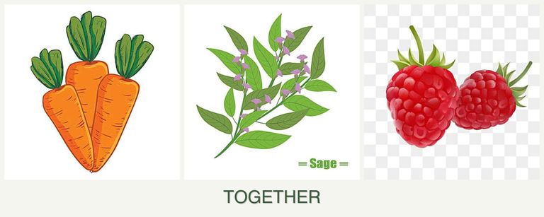 Can you plant carrots, sage and raspberries together?