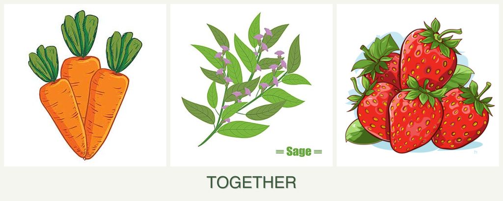 Can you plant carrots, sage and strawberries together?