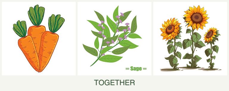 Can you plant carrots, sage and sunflowers together?