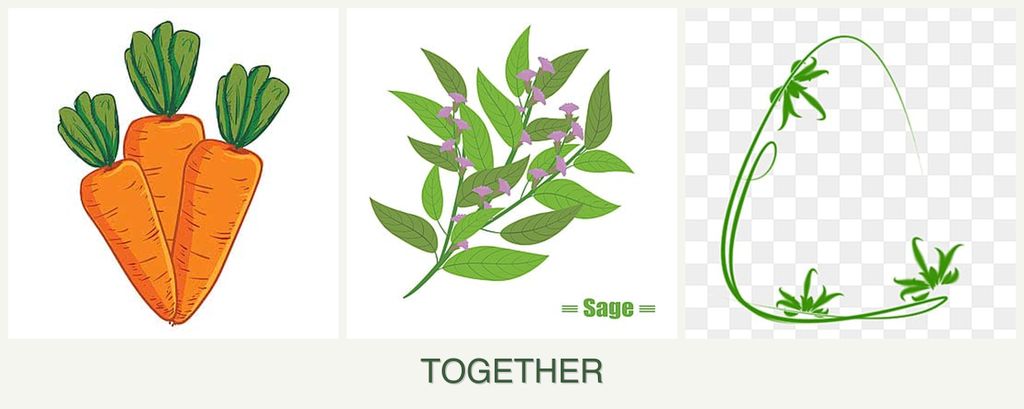 Can you plant carrots, sage and tarragon together?