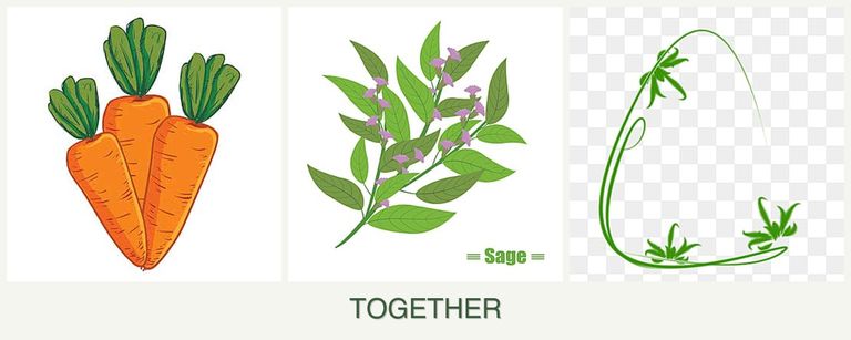 Can you plant carrots, sage and tarragon together?
