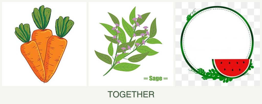Can you plant carrots, sage and watermelons together?