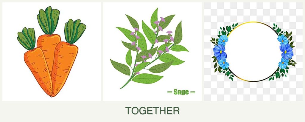Can you plant carrots, sage and zinnias together?