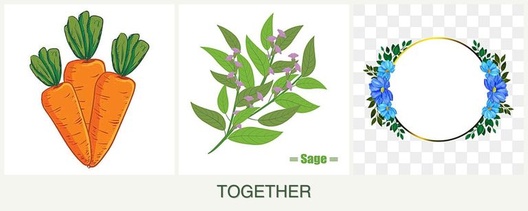 Can you plant carrots, sage and zinnias together?