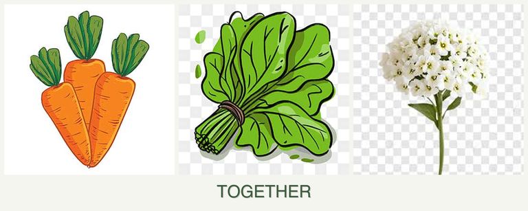 Can you plant carrots, spinach and alyssum together?