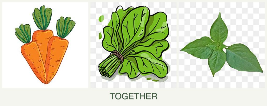 Can you plant carrots, spinach and basil together?