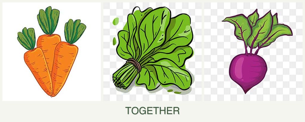 Can you plant carrots, spinach and beets together?