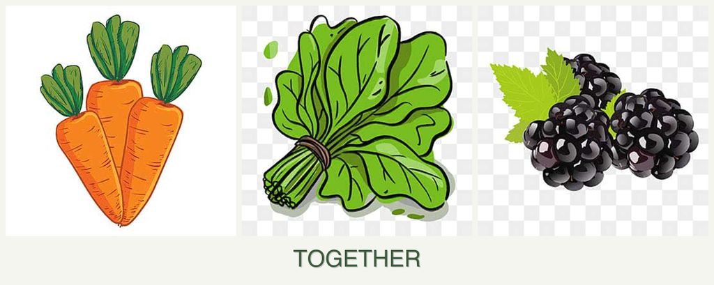 Can you plant carrots, spinach and blackberries together?
