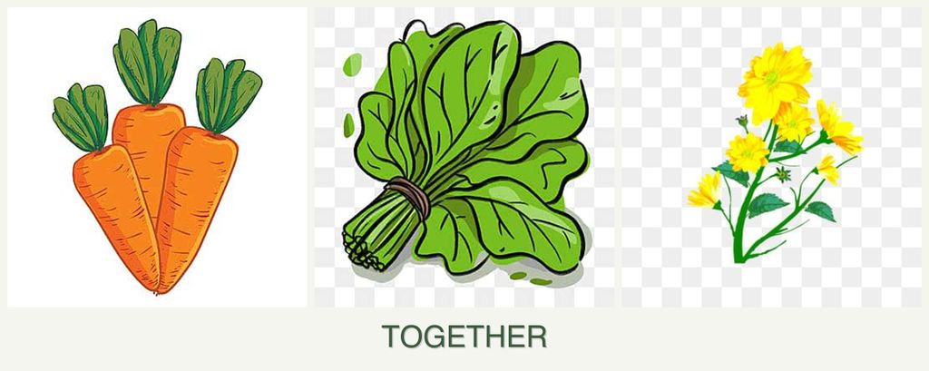 Can you plant carrots, spinach and calendula together?