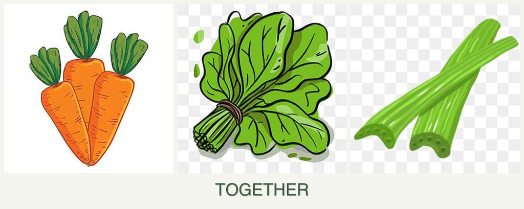 Can you plant carrots, spinach and celery together?