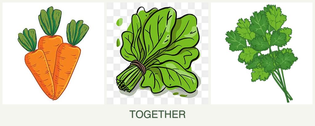 Can you plant carrots, spinach and cilantro together?