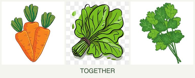 Can you plant carrots, spinach and cilantro together?