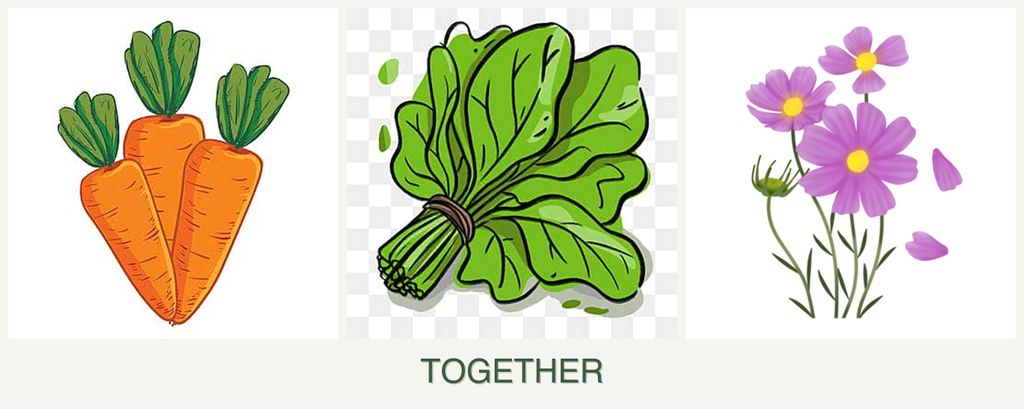 Can you plant carrots, spinach and cosmos together?