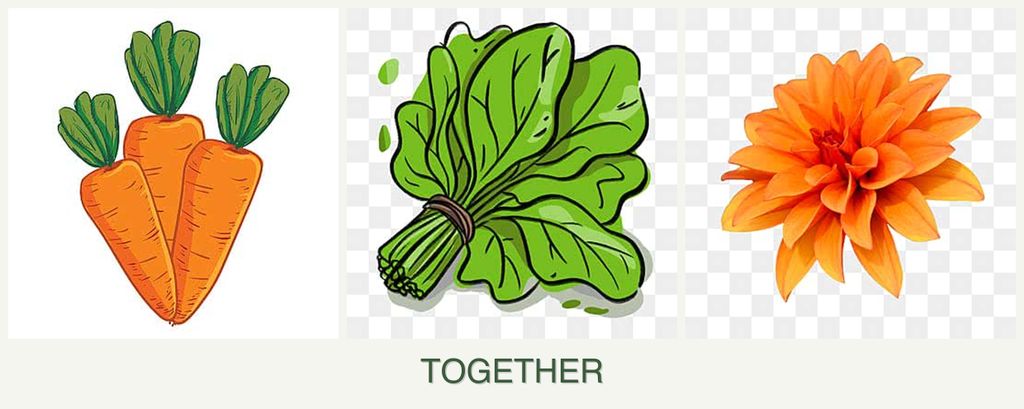 Can you plant carrots, spinach and dahlias together?