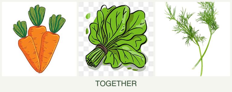 Can you plant carrots, spinach and dill together?