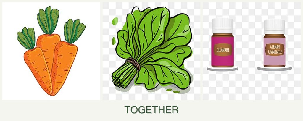 Can you plant carrots, spinach and geraniums together?