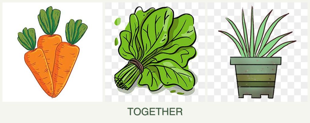 Can you plant carrots, spinach and lemongrass together?