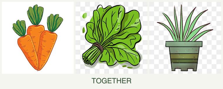 Can you plant carrots, spinach and lemongrass together?