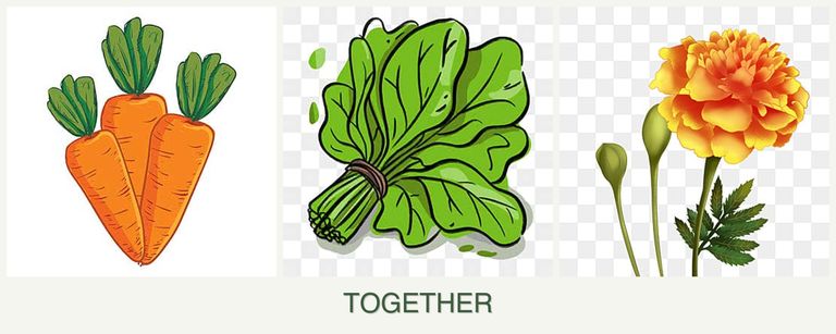 Can you plant carrots, spinach and marigolds together?