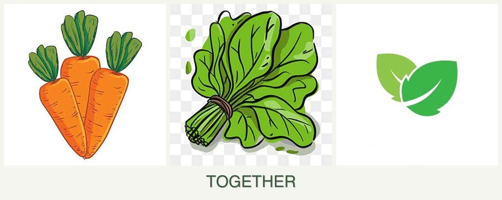 Can you plant carrots, spinach and mint together?