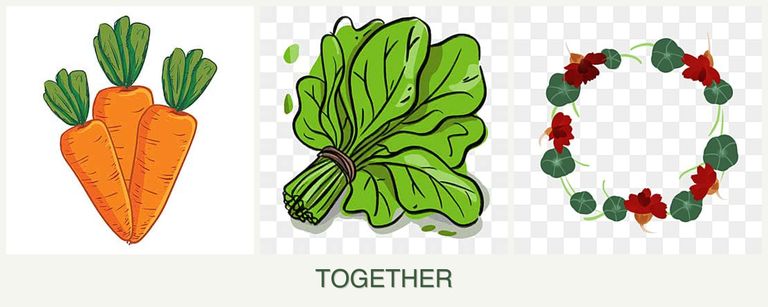 Can you plant carrots, spinach and nasturtiums together?