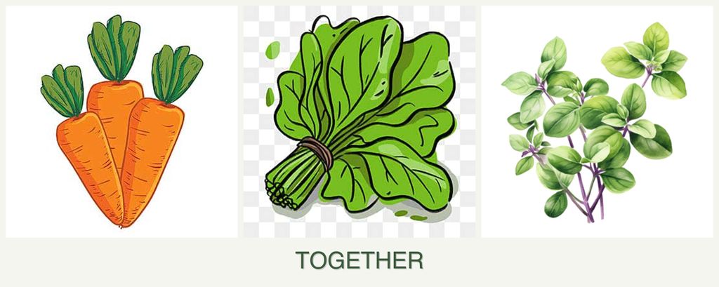 Can you plant carrots, spinach and oregano together?