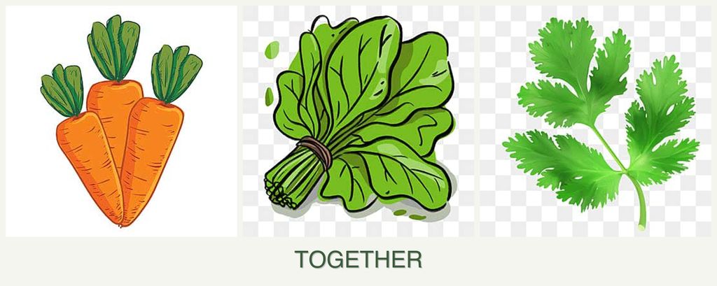 Can you plant carrots, spinach and parsley together?