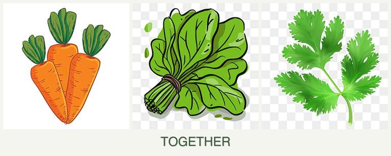 Can you plant carrots, spinach and parsley together?