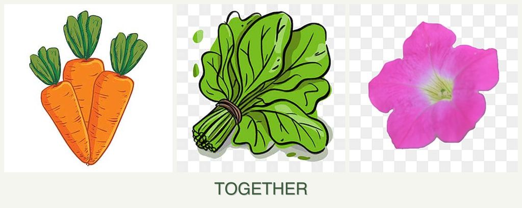Can you plant carrots, spinach and petunias together?