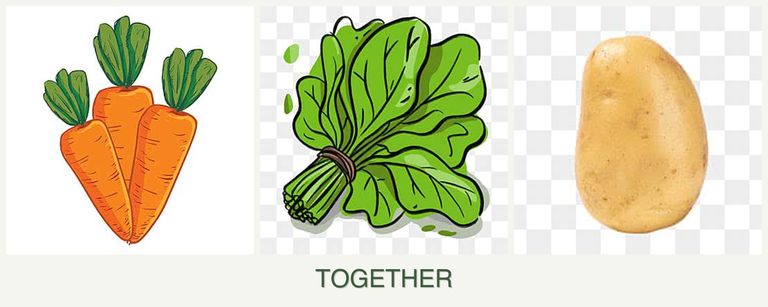 Can you plant carrots, spinach and potatoes together?