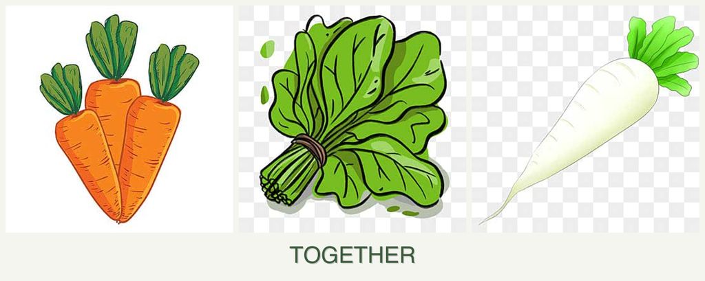 Can you plant carrots, spinach and radishes together?