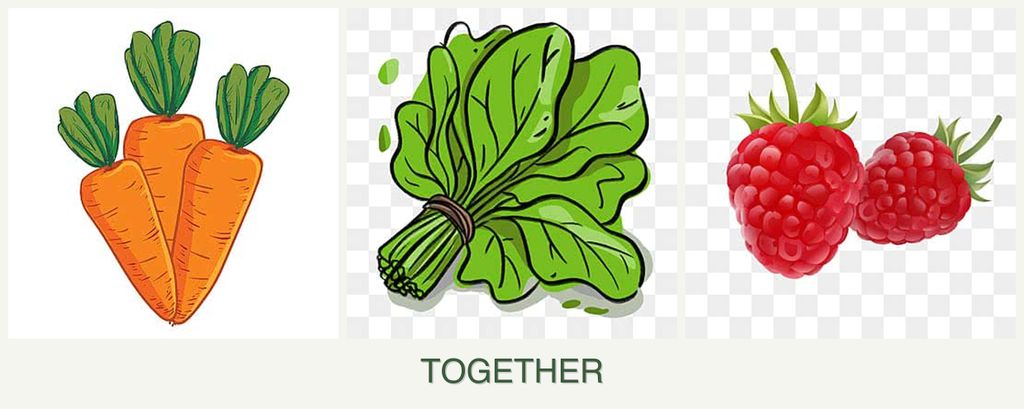 Can you plant carrots, spinach and raspberries together?