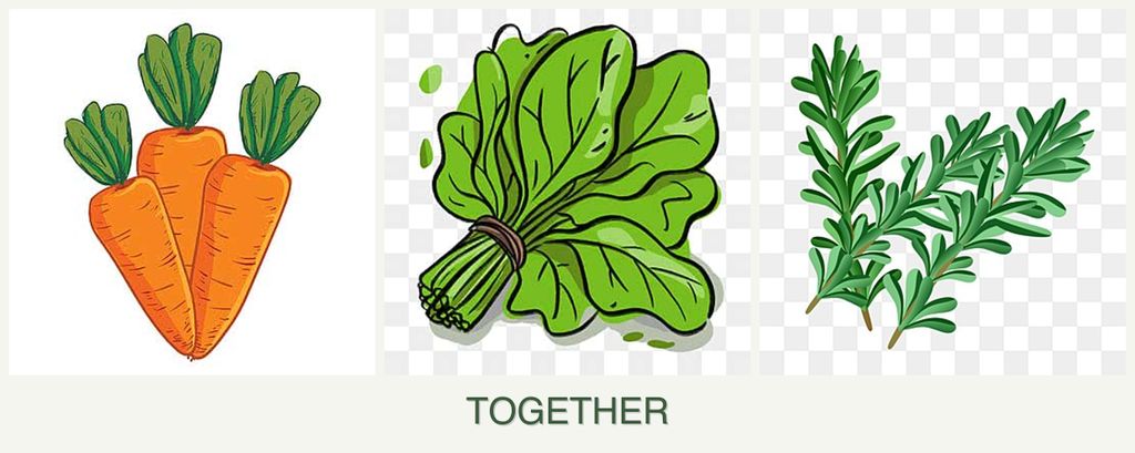 Can you plant carrots, spinach and rosemary together?
