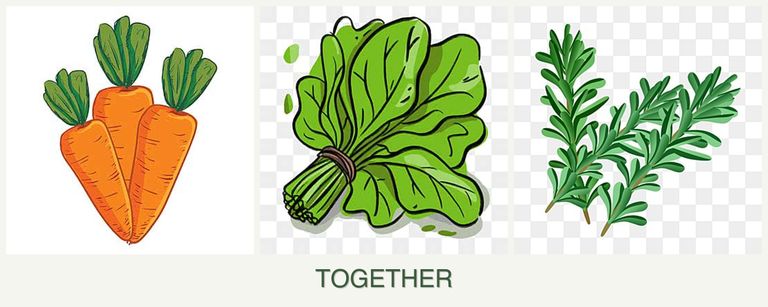 Can you plant carrots, spinach and rosemary together?