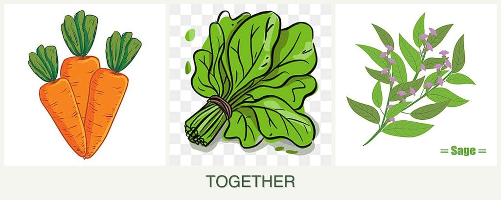Can you plant carrots, spinach and sage together?