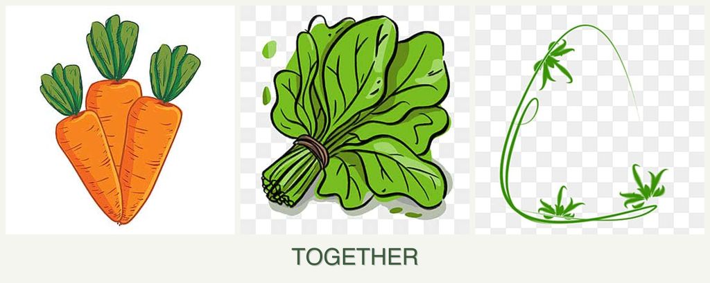 Can you plant carrots, spinach and tarragon together?