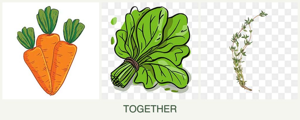 Can you plant carrots, spinach and thyme together?
