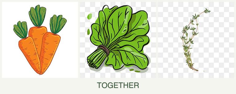 Can you plant carrots, spinach and thyme together?
