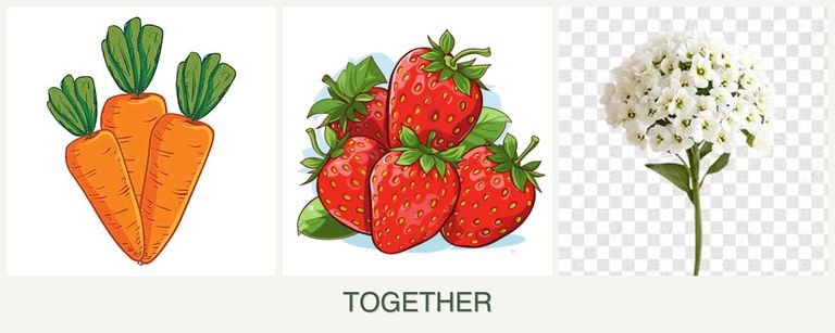 Can you plant carrots, strawberries and alyssum together?