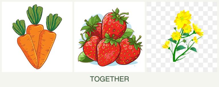 Can you plant carrots, strawberries and calendula together?