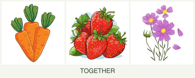 Can you plant carrots, strawberries and cosmos together?