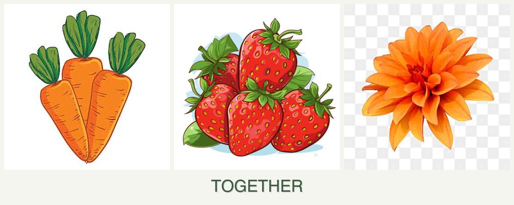 Can you plant carrots, strawberries and dahlias together?