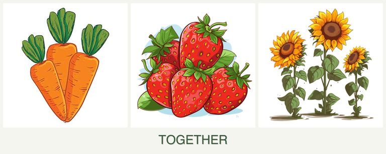 Can you plant carrots, strawberries and sunflowers together?