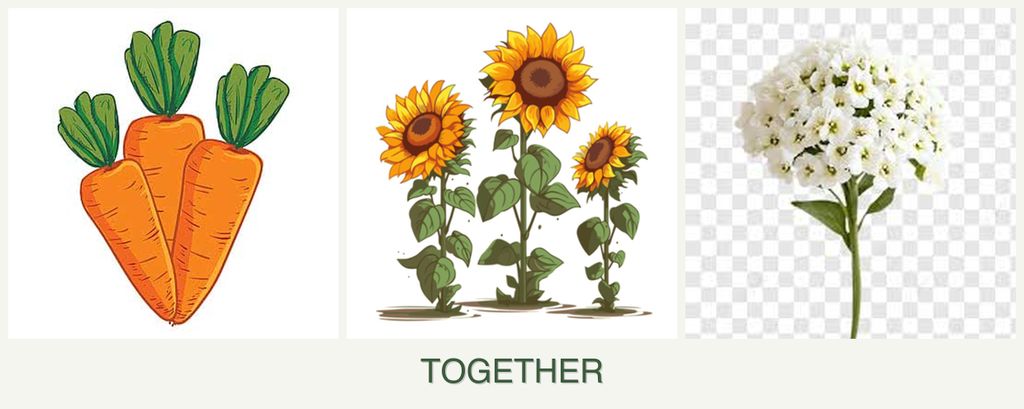 Can you plant carrots, sunflowers and alyssum together?
