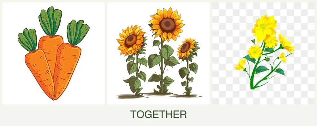 Can you plant carrots, sunflowers and calendula together?