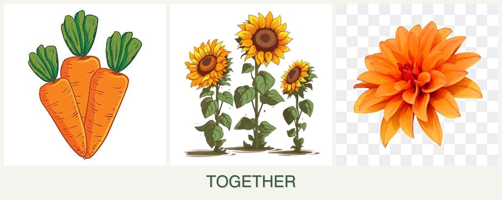 Can you plant carrots, sunflowers and dahlias together?