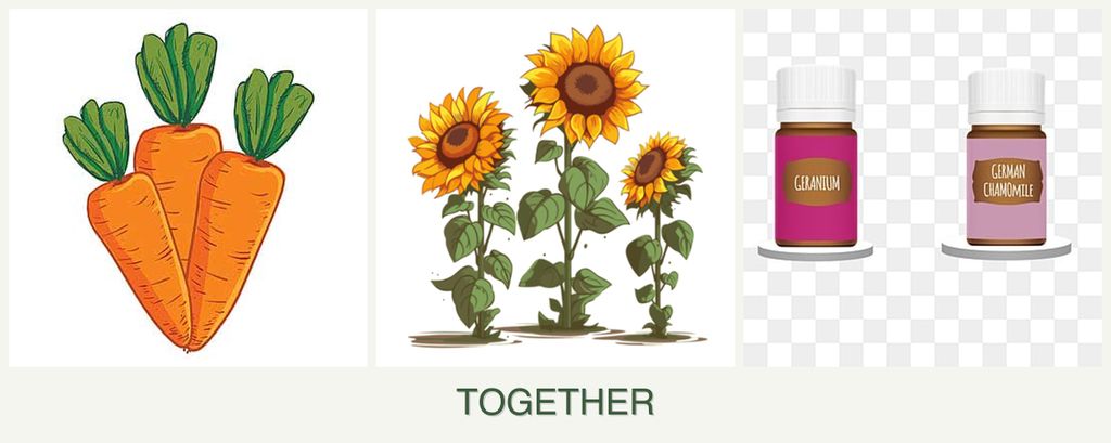 Can you plant carrots, sunflowers and geraniums together?