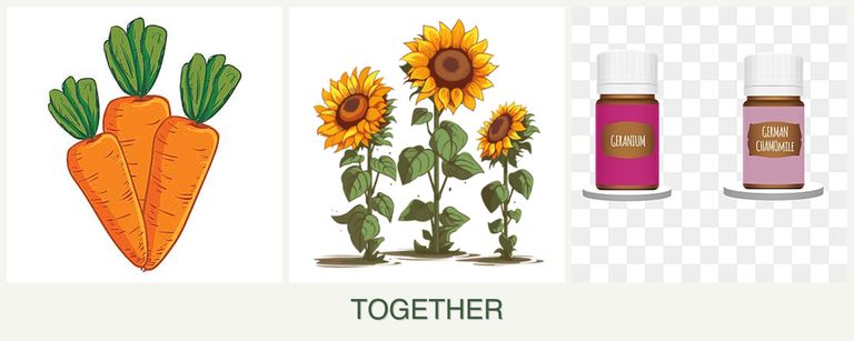 Can you plant carrots, sunflowers and geraniums together?