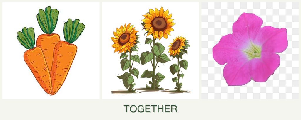 Can you plant carrots, sunflowers and petunias together?